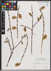 Foto von Salix caprea L.